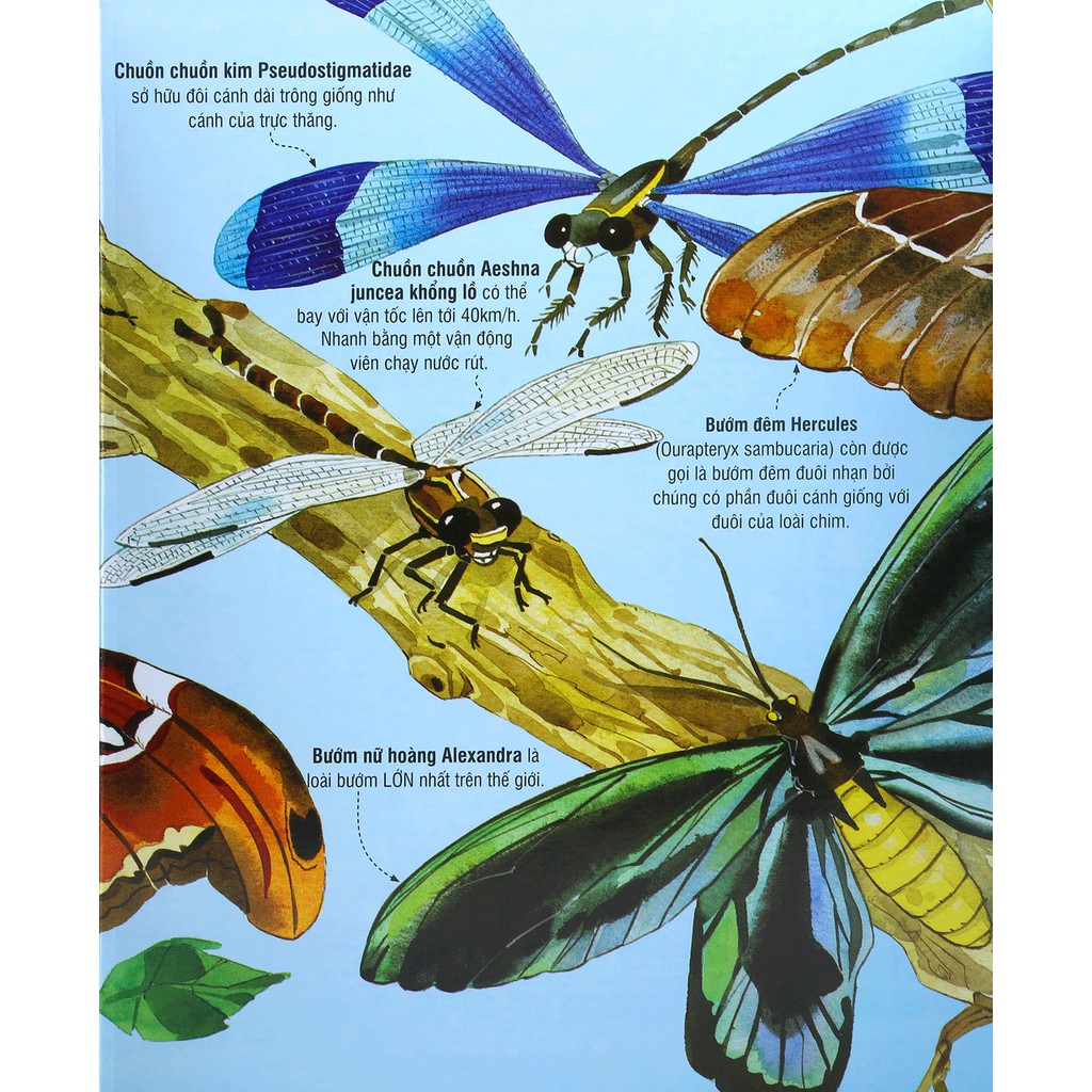 Sách - Cuốn Sách Khổng Lồ Về Những Con Bọ - (Big Book Of Big Bugs) | BigBuy360 - bigbuy360.vn