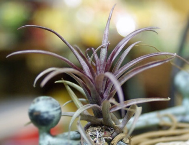 Cây không khí Tillandsia capitata var domingensis(lá đỏ)