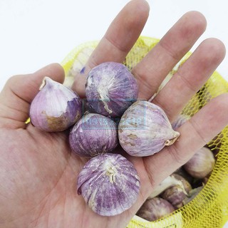 Tỏi cô đơn ( 2KG LOẠI TRUNG).