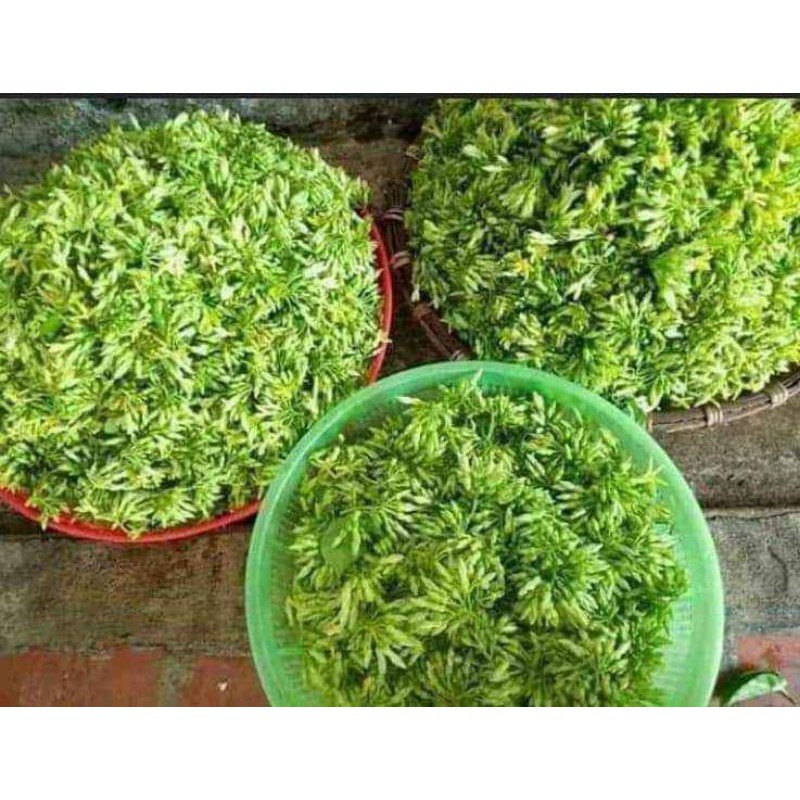 thiên lý đang hoA