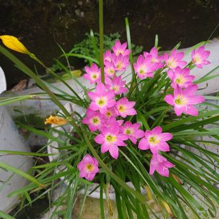 Củ hoa huệ mưa (hoa báo bão)2