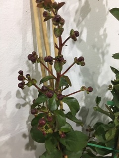 Cây hoa tường Vy cao 1,6 m