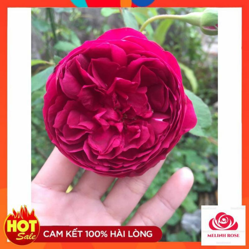 Hoa Hồng Autumn Rouge Rose Màu Tím Đỏ Đẹp,Thơm,Quyến Rũ- Vườn Hoa Melinhrose