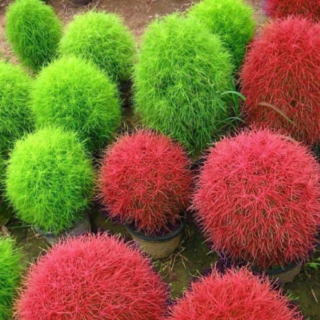 Hạt Giống Cỏ đổi màu Kochia 100 Hạt/ Gói ĐẾN MÙA TRỒNG TẾT luckyseed hạt siêu rẻ