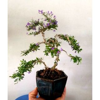Cây Linh sam bonsai mini