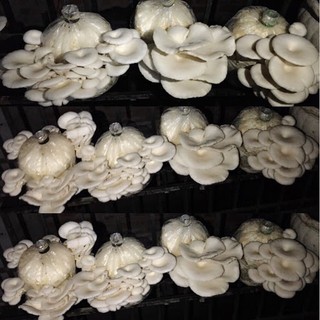 Phôi Nấm Bào Ngư 🍄 cực đễ trồng 🍄 cho vợ đảm đang 1 phôi nấm