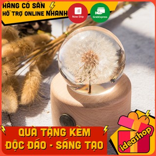 Quả hoa bồ công anh thật cao cấp quà tặng độc lạ - chăn giấy hoa bồ công anh