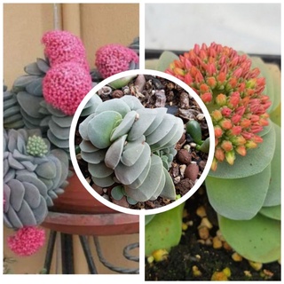 sen đá xanh xoè Crassula Coralita