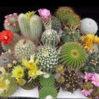 Hạt giống Xương Rồng Mix