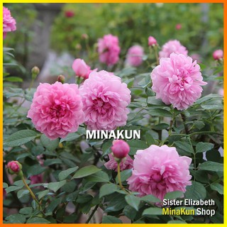 Hoa hồng ngoại Sister Elizabeth hoa chùm cực thơm - MinaKun Shop