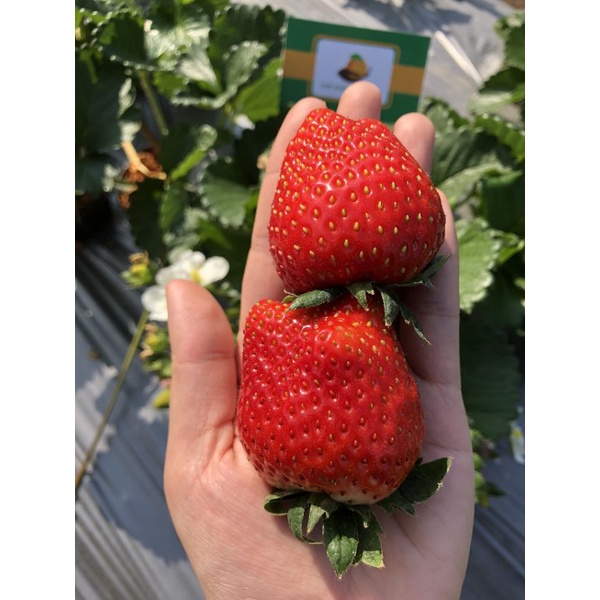 DÂU TÂY HANA MỘC CHÂU - Thế Giới Nông Sản