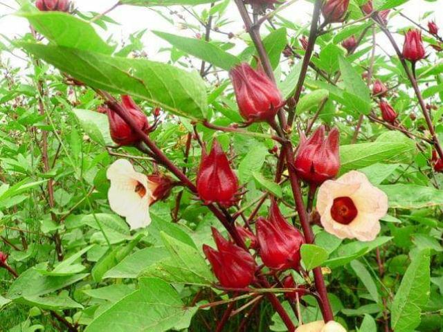 HẠT GIỐNG HOA  ATISO ĐỎ 20 HẠT