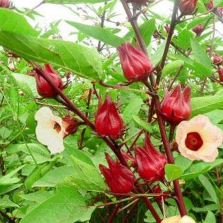 Hạt giống hoa atiso đỏ 20 hạt