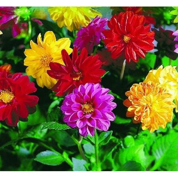 Hạt giống hoa Thược dược mix 50 hạt - tặng kèm 3 viên nén kích thích ươm hạt giống