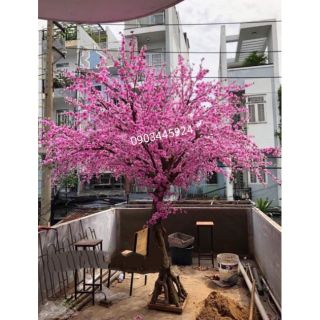 Combo 100 cành đào làm cây đào giả