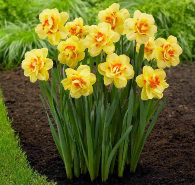 CỦ HOA THỦY TIÊN HOA KÉP HÀ LAN CỦ TO