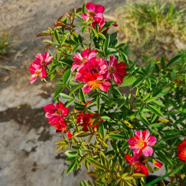 Hồng Kazehanabi (hồng sọc cánh đơn, hoa chùm)