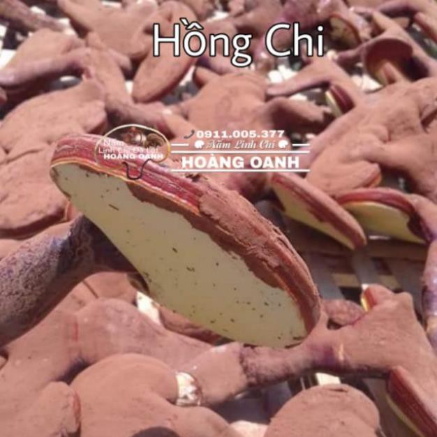 Nấm Linh Chi Nguyên bào tử nhà trồng 500g - Thái Lát - Nguyên tai