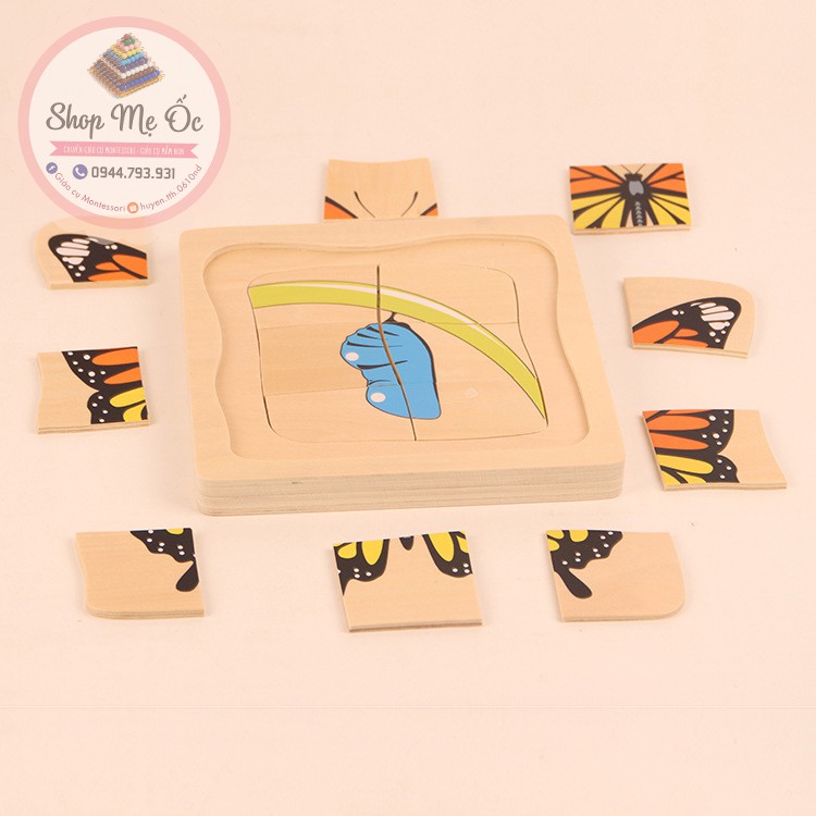 Xếp hình Quá trình sinh trưởng của bướm - Giáo cụ Montessori