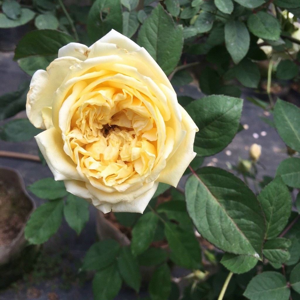 Hoa hồng cổ quý hiếm hoàng vân khôi cây đã có hoa bói cao 35-40cm (ảnh 1-4)-Không giao dc 19 tỉnh Miền Nam