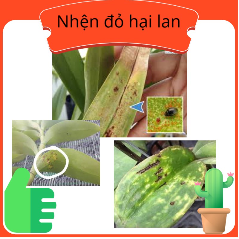 Thuốc trừ nhện đỏ Detect 50wp, Gói 10g thấm sâu nhanh qua lá cây trừ nhện đỏ