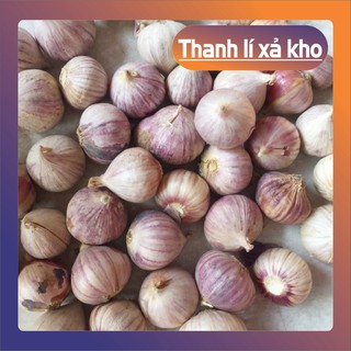 {Hn} Tỏi cô đơn Phan Rang làm tỏi đen