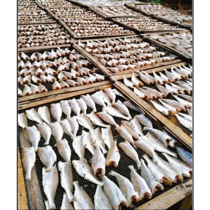 KHÔ CÁ LÙ ĐÙ 1 NẮNG LOẠI LỚN - 1KG GỒM 12-14 CON