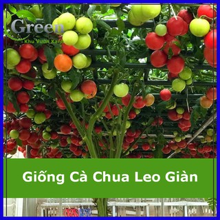 Hạt Giống Cà Chua Leo Giàn (20H)