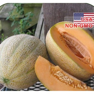 Hạt giống Dưa lưới tròn - Gói 10 hạt