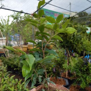 Nho thân gỗ đỏ ( nho đỏ  12 vụ)