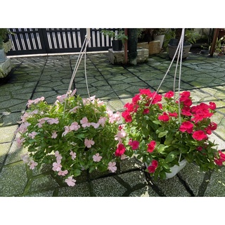 dừa cạn chậu treo
