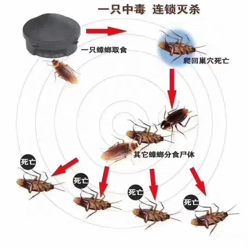 Viên diệt gián Nhật Bản hộp 12 viên