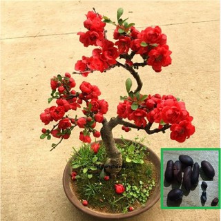 Hạt giống hoa mai trung quốc hoa màu đỏ 5 hạt (TẶNG gói kích thích hạt nảy mầm)
