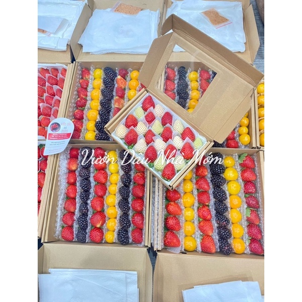 Dâu Nhật Sky -Phúc Bồn Tử và Thù Lù Nam Mỹ 🍓