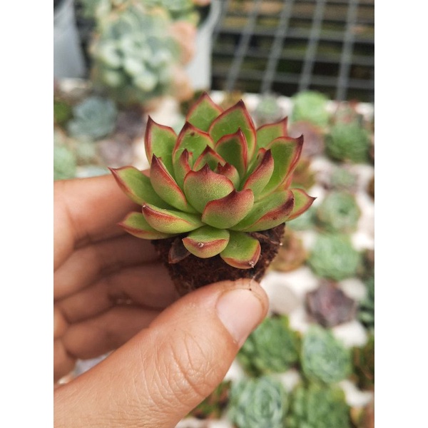 sen đá ếch lửa size 2,5_4cm🌵hư 1 đổi 1