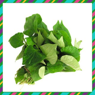 Hạt giống rau Diếp Cá - Dự án phát triển Nông nghiệp Đô thị TUHAi