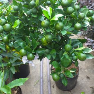 Cây tắc lớn , sai quả, cây đẹp