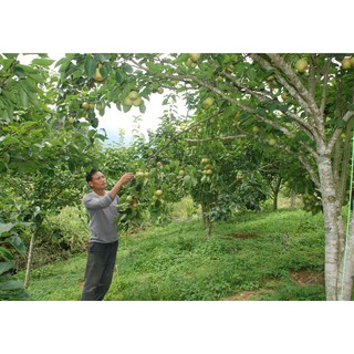 Giống Cây Lê Vàng
