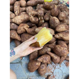 Combo 5kg Sâm đất Y TÝ Lào Cai