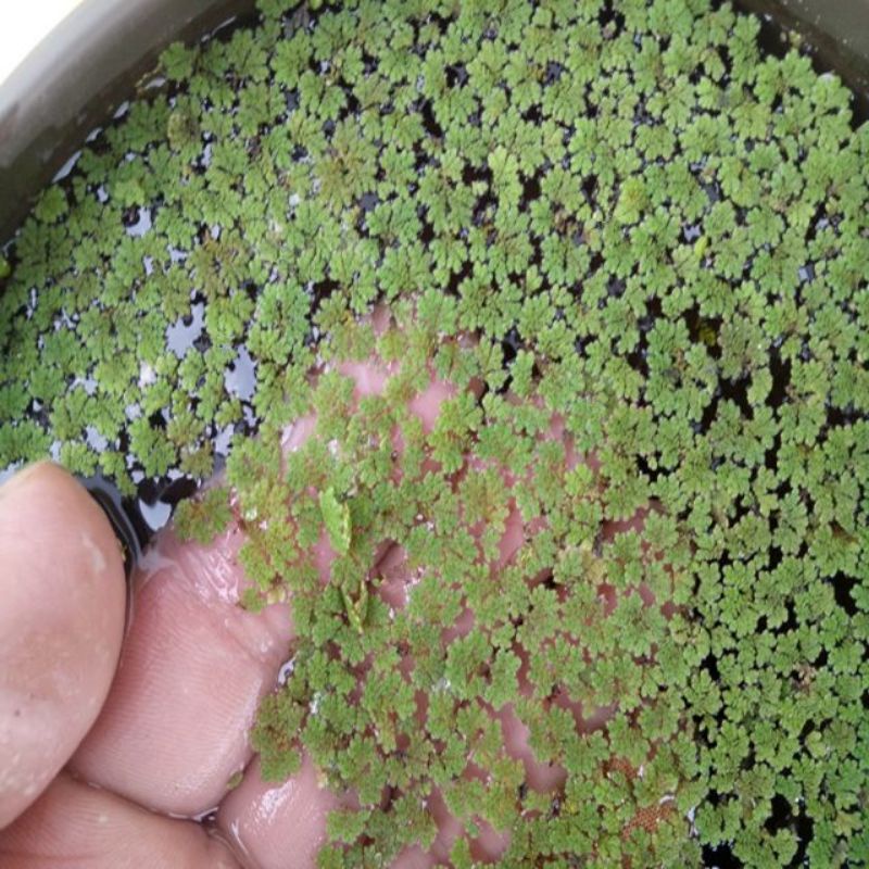 300 gam bèo hoa dâu