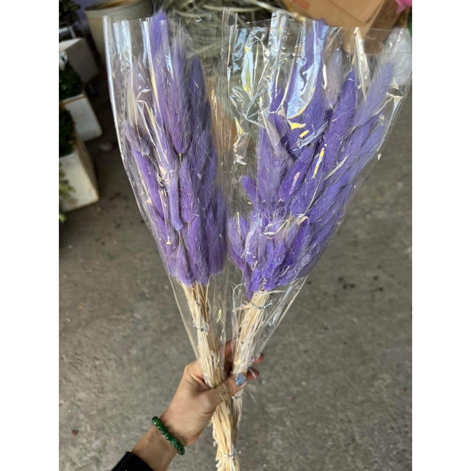 BÓ 50 CÀNH Hoa khô Lagurus Bunny Tails🌸BÔNG CỎ ĐUÔI THỎ/ CỎ LAU MỸ - HOA KHÔ ĐUÔI THỎ Decor, trang trí bó 50 bông