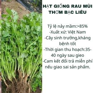 Hạt giống rau mùi thơm bạc liêu - rau ngò thơm 10gr