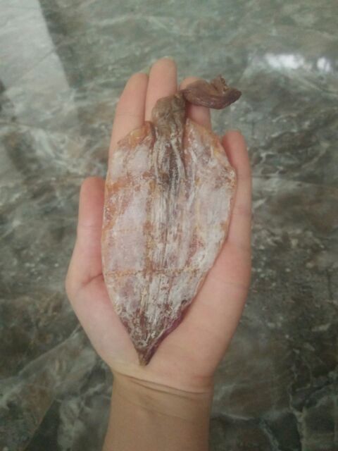 Free ship 45 con mực câu mini kèm ảnh thật | BigBuy360 - bigbuy360.vn