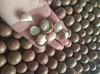 HẠT MACCA GIA LAI loại 1kg