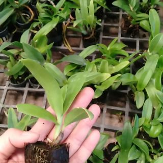 CÁC LOẠI NẮNG CÂY GIỐNG