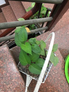 Trầu bà trang trí