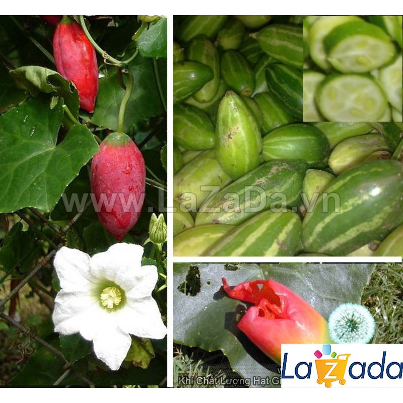 Hạt Giống Cây Bình Bát Dây Dây Bát Mãng Bát  a6