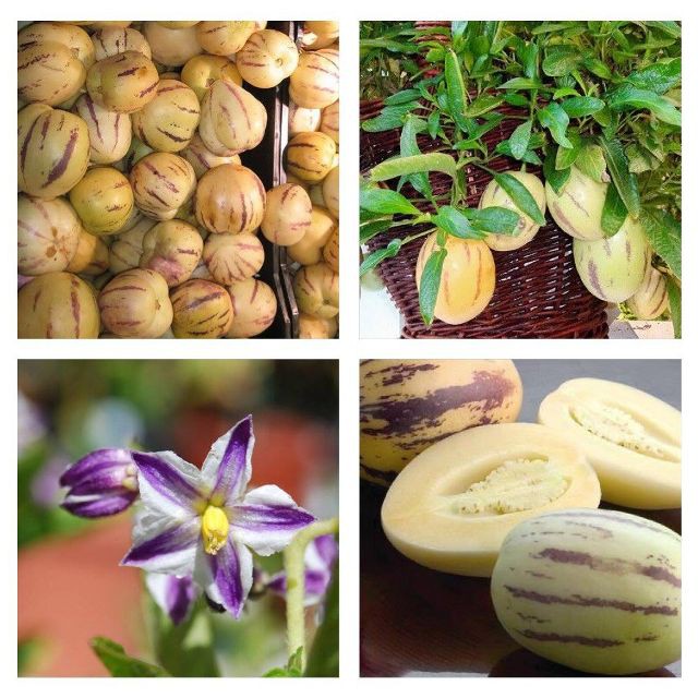 Hạt giống dưa hấu siêu ngọt pepino F1 - 4 hạt  -  tặng kèm 3 viên nén ươm hạt