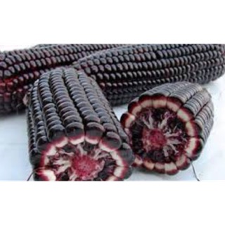 Hạt Giống Bắp FANCY 111 Bắp tím dẻo toàn thân Fancy111