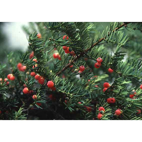 Tinh Dầu Thiên Nhiên Nguyên Chất 100% Thông Đỏ Nomad Essential Oil Red Pine